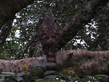 Crested Goshawk 大安森林公園 Mon, 2/26/2024