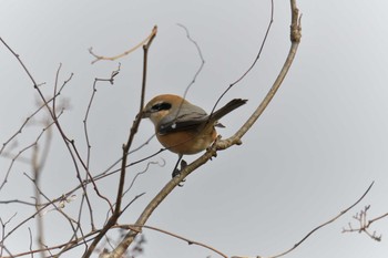 Sun, 12/9/2018 Birding report at Mie-ken Ueno Forest Park