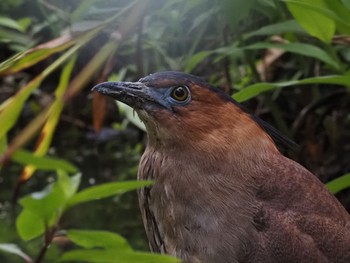 Malayan Night Heron 大安森林公園 Mon, 2/26/2024