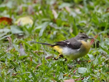 Grey Wagtail 大安森林公園 Mon, 2/26/2024