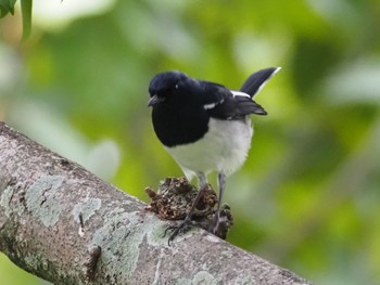 Oriental Magpie-Robin 大安森林公園 Mon, 2/26/2024