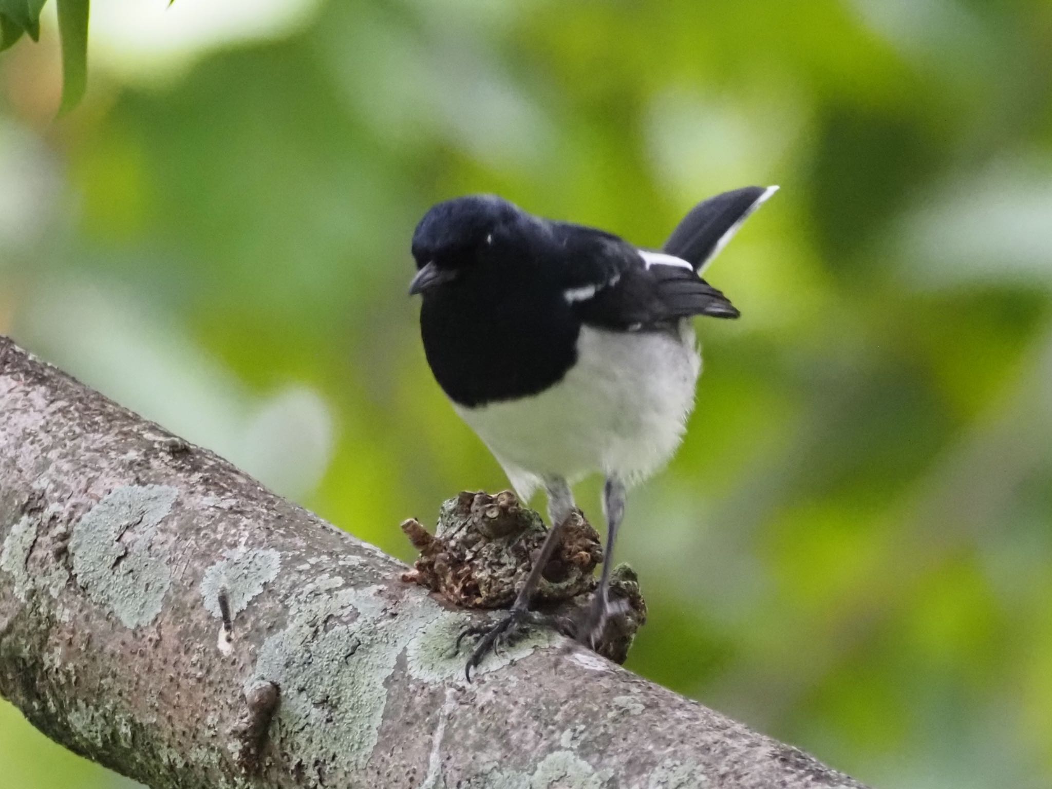 Photo of Oriental Magpie-Robin at 大安森林公園 by ほーちゃん