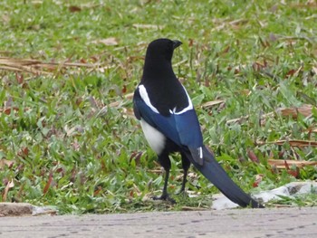 Eurasian Magpie 大安森林公園 Mon, 2/26/2024