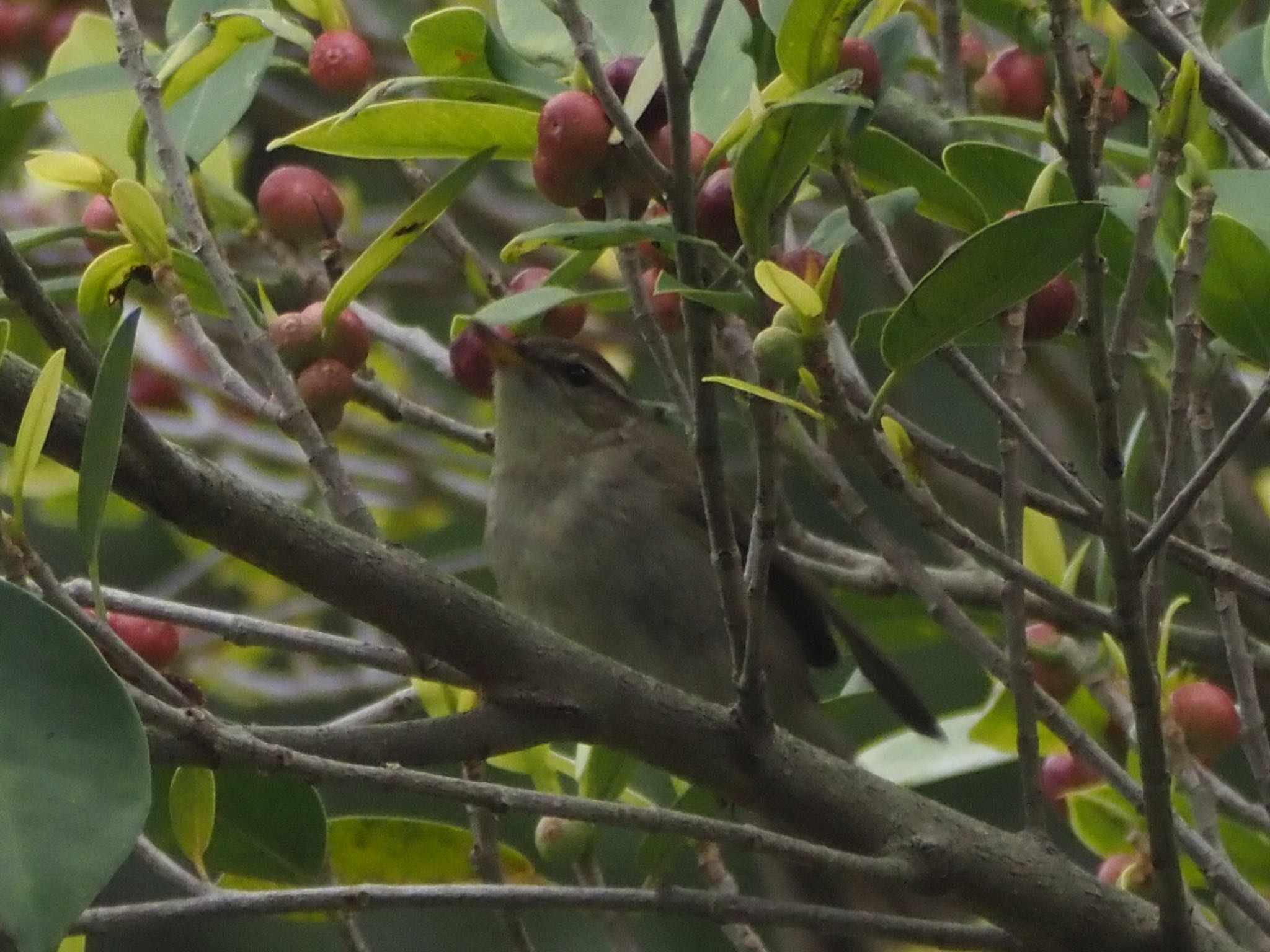 Photo of Japanese Leaf Warbler at 大安森林公園 by ほーちゃん