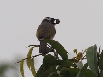 Light-vented Bulbul 大安森林公園 Mon, 2/26/2024