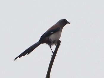 Grey Treepie 台北植物園 Mon, 2/26/2024