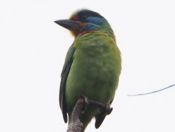 Black-browed Barbet 台北植物園 Mon, 2/26/2024