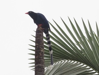 Taiwan Blue Magpie 台北植物園 Mon, 2/26/2024