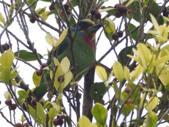 Black-browed Barbet 大安森林公園 Mon, 2/26/2024