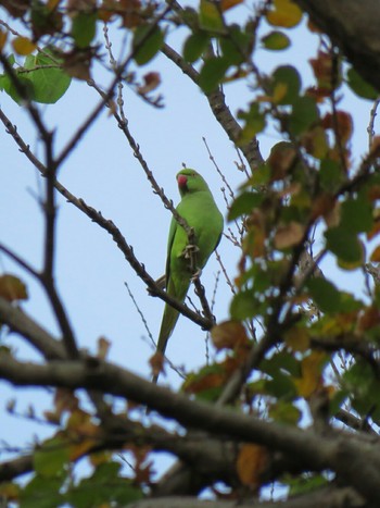 ワカケホンセイインコ 東京 井ノ頭公園 2018年11月16日(金)