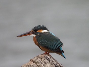 カワセミ 大安森林公園 2024年2月26日(月)