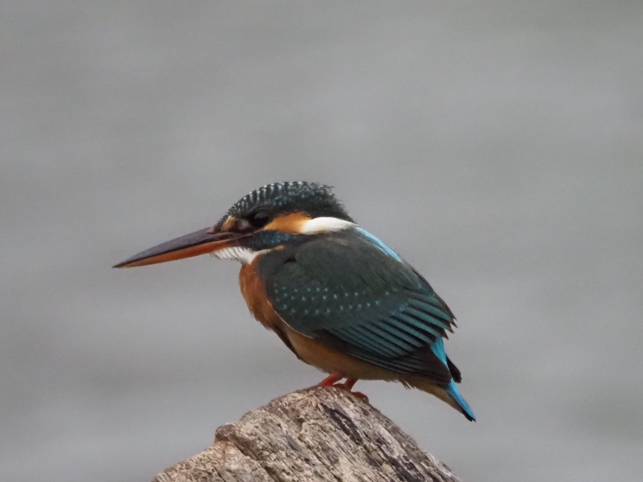 Photo of Common Kingfisher at 大安森林公園 by ほーちゃん