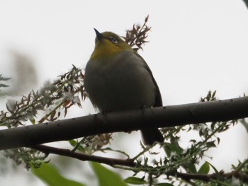 Swinhoe's White-eye 台北植物園 Mon, 2/26/2024