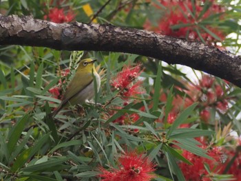 ミナミメジロ 台北植物園 2024年2月26日(月)