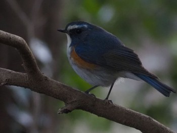 ルリビタキ 秋ヶ瀬公園 2024年2月28日(水)