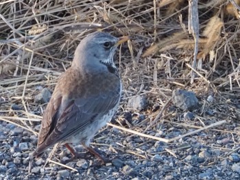 Fieldfare 太田市 Sat, 3/2/2024