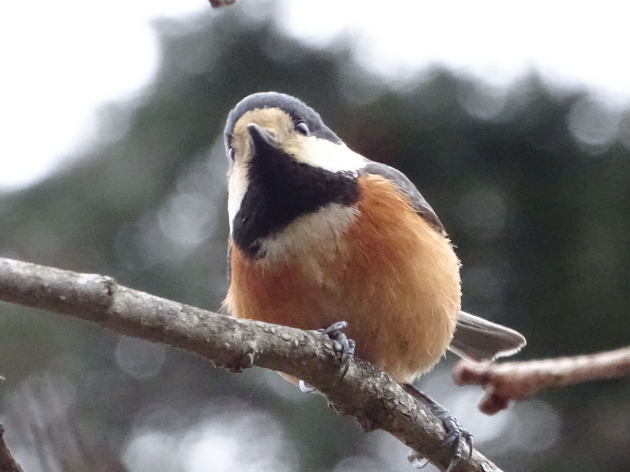 Varied Tit