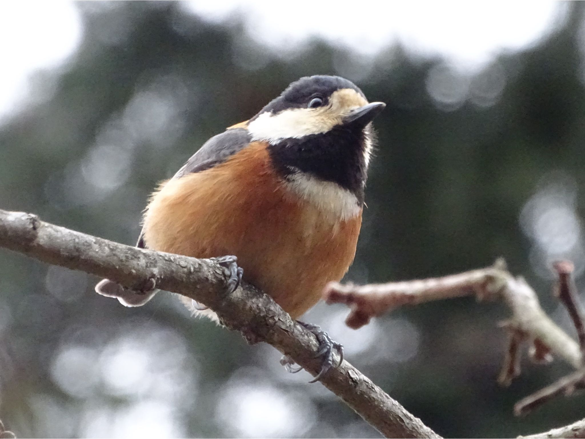 Varied Tit