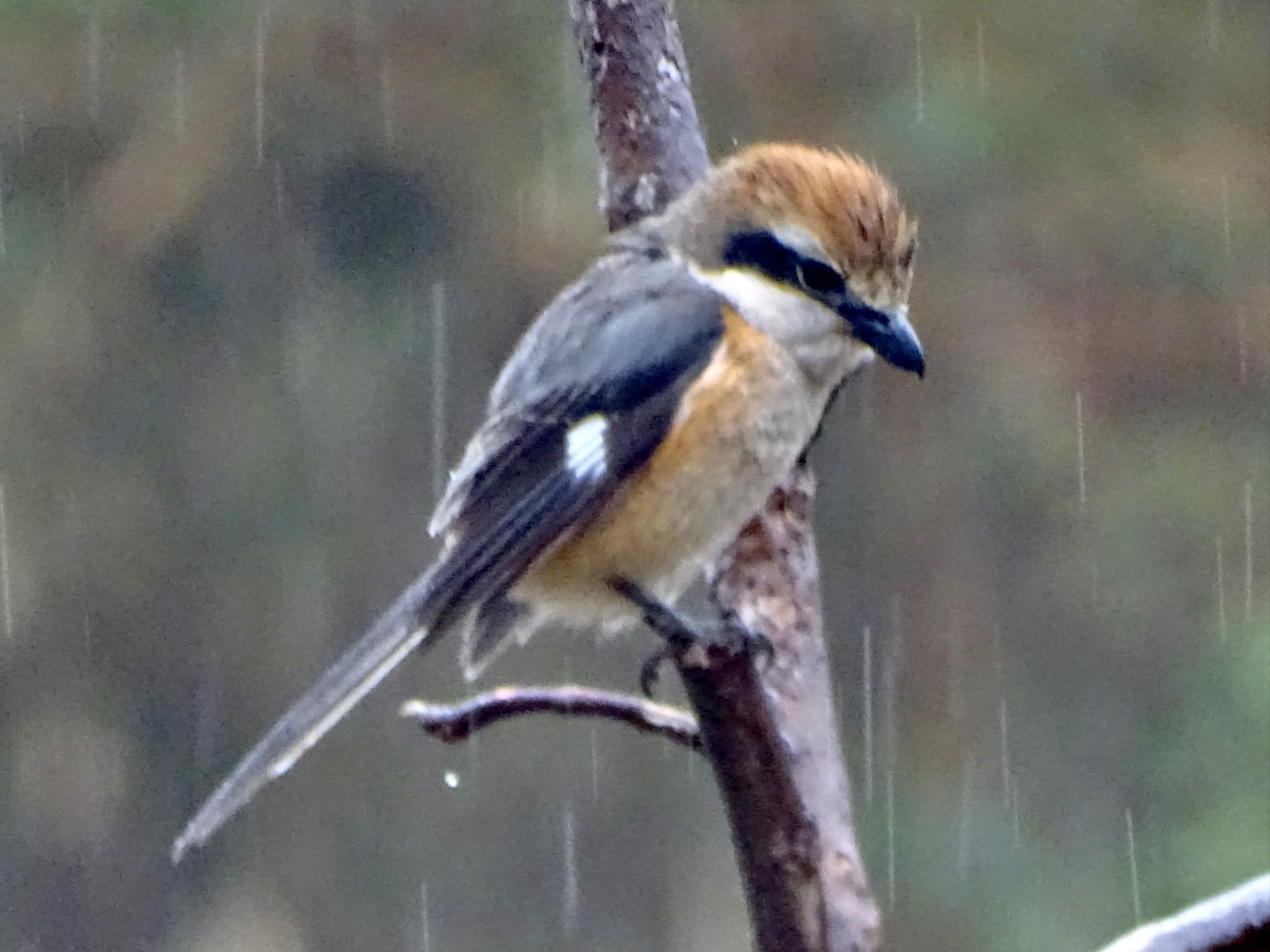 Bull-headed Shrike