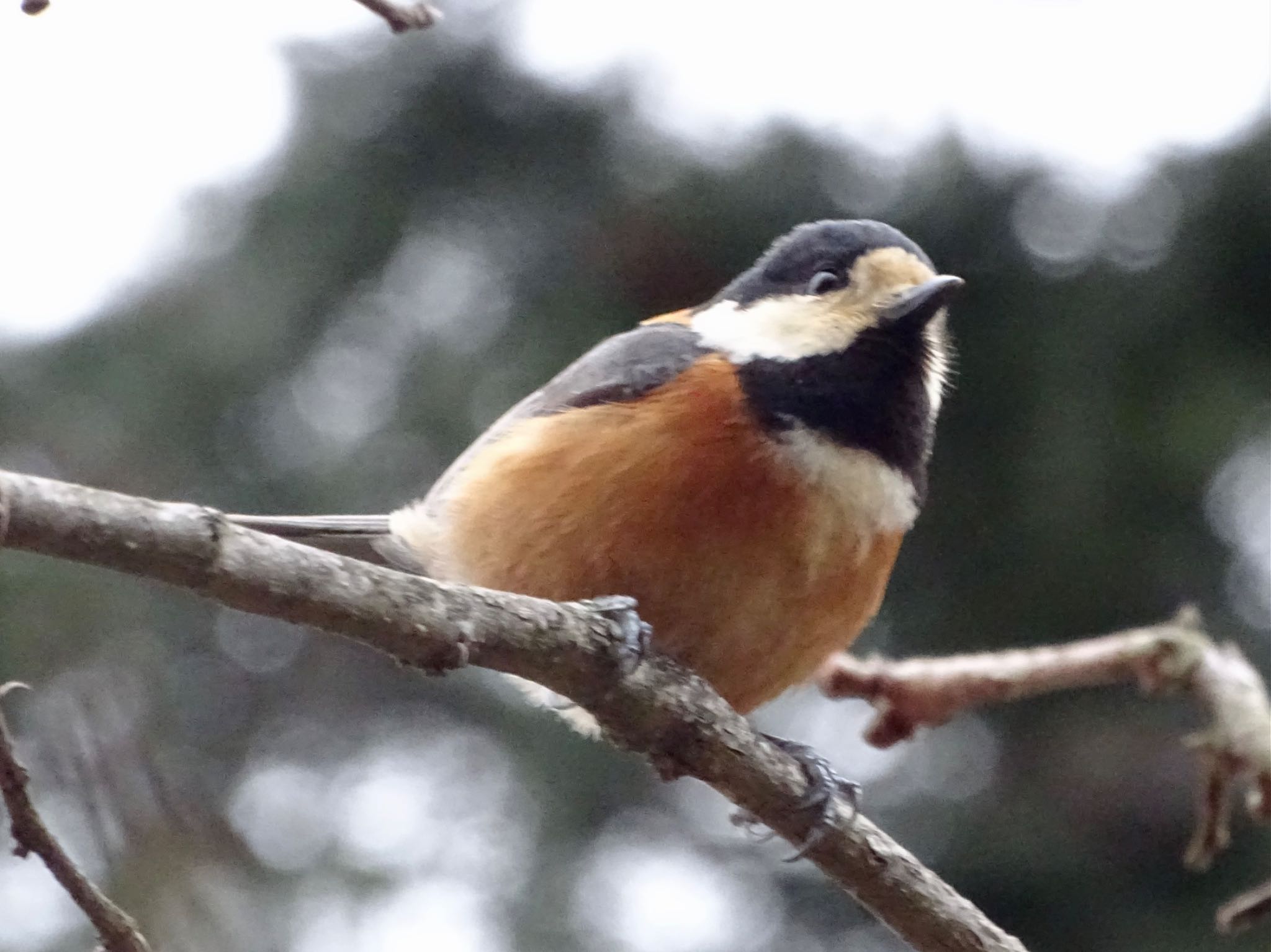 Varied Tit