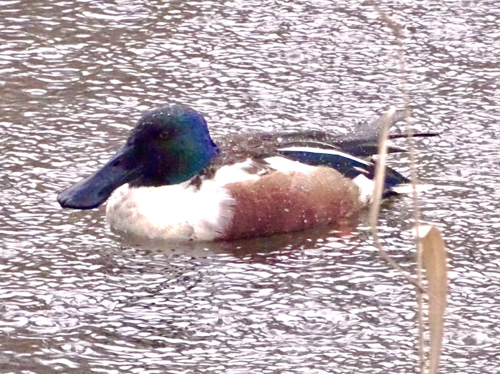 Northern Shoveler