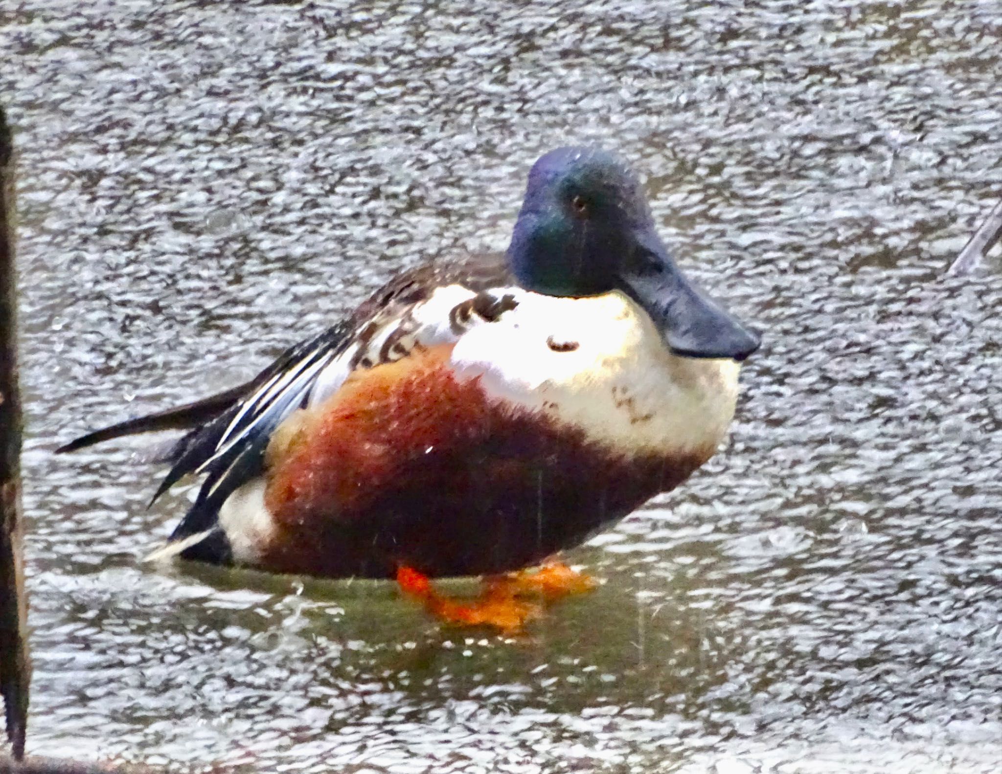 Northern Shoveler