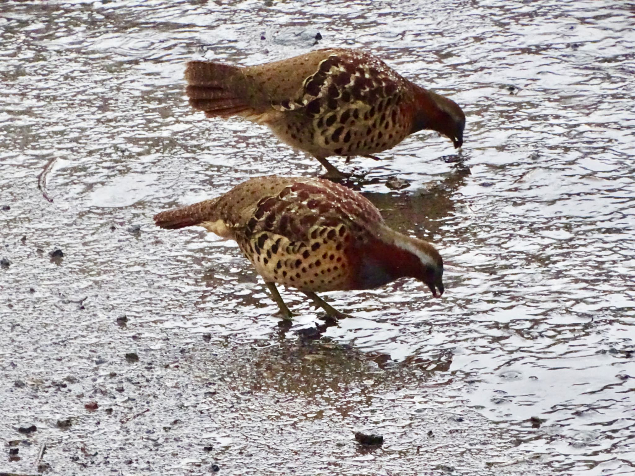 Chinese Bamboo Partridge