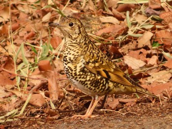 White's Thrush 東京都立桜ヶ丘公園(聖蹟桜ヶ丘) Sun, 3/10/2024