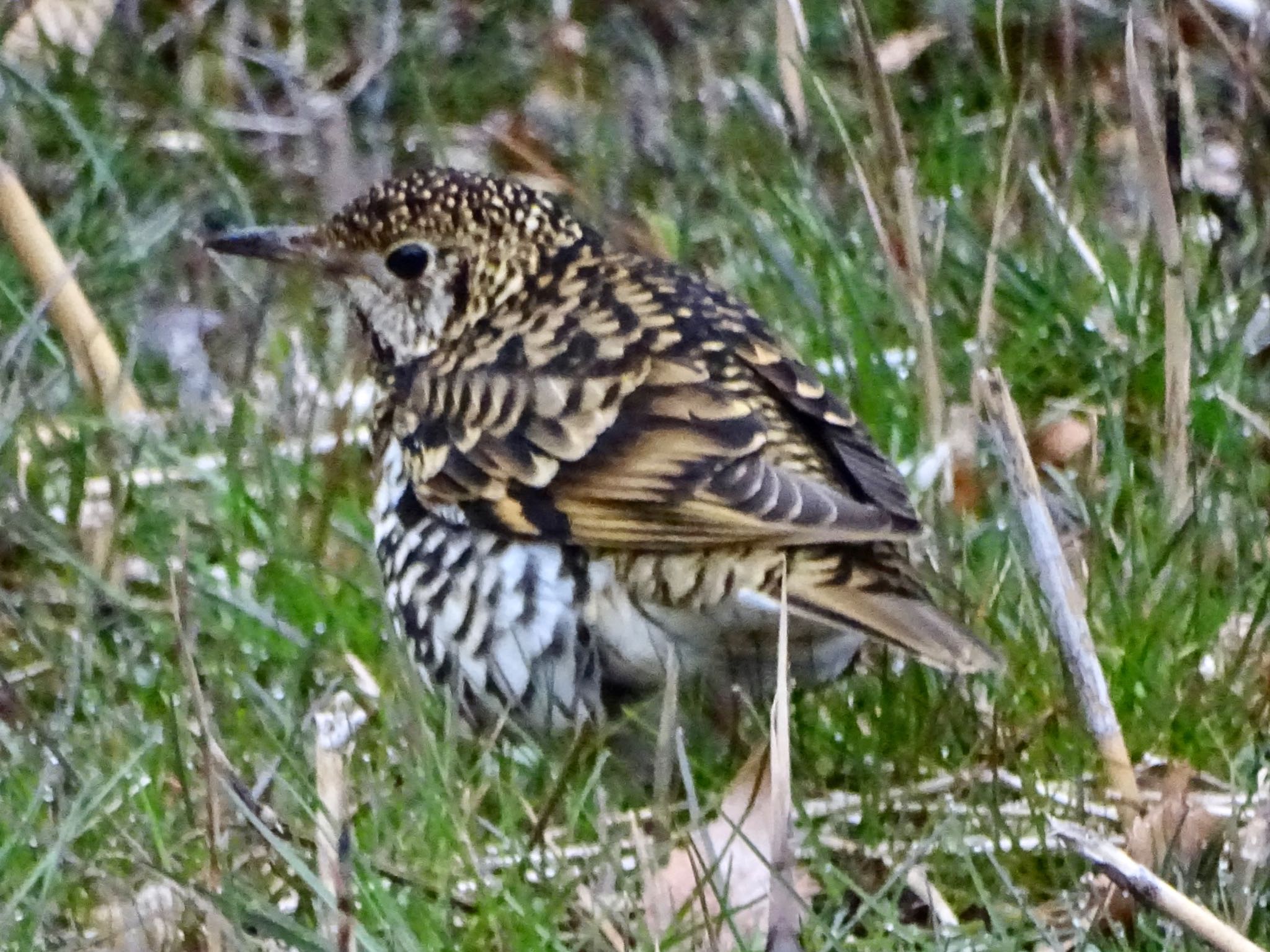 Photo of White's Thrush at Maioka Park by KAWASEMIぴー