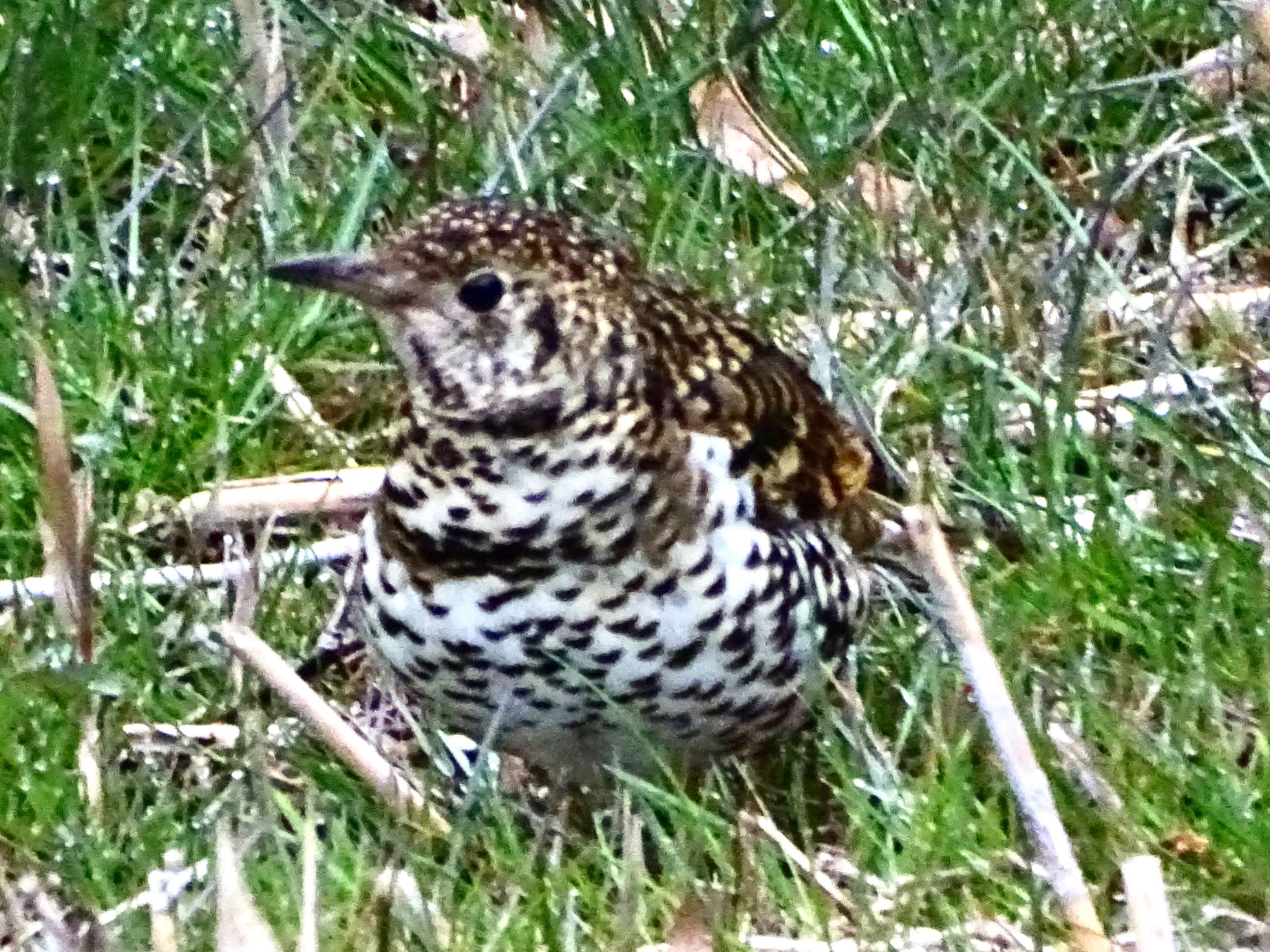 Photo of White's Thrush at Maioka Park by KAWASEMIぴー