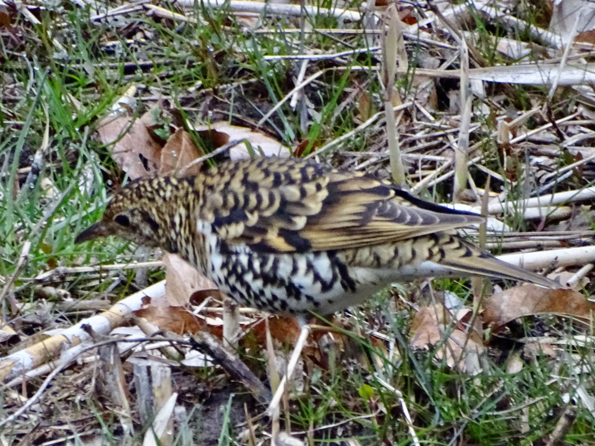 舞岡公園 トラツグミの写真 by KAWASEMIぴー