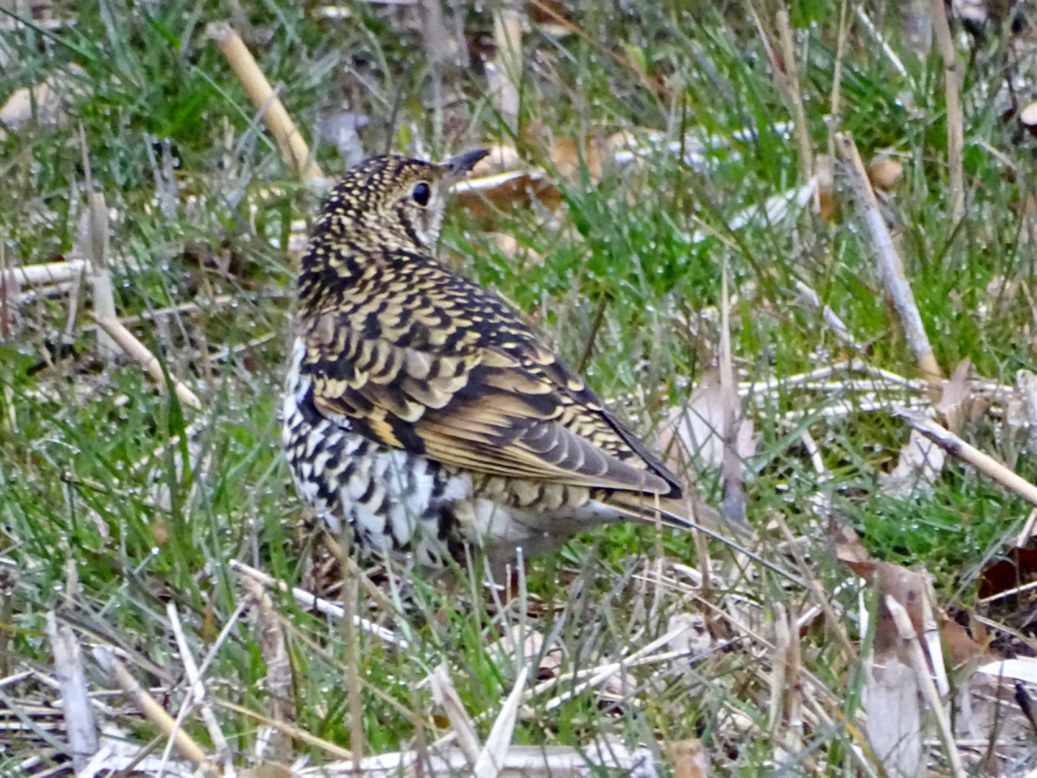 White's Thrush