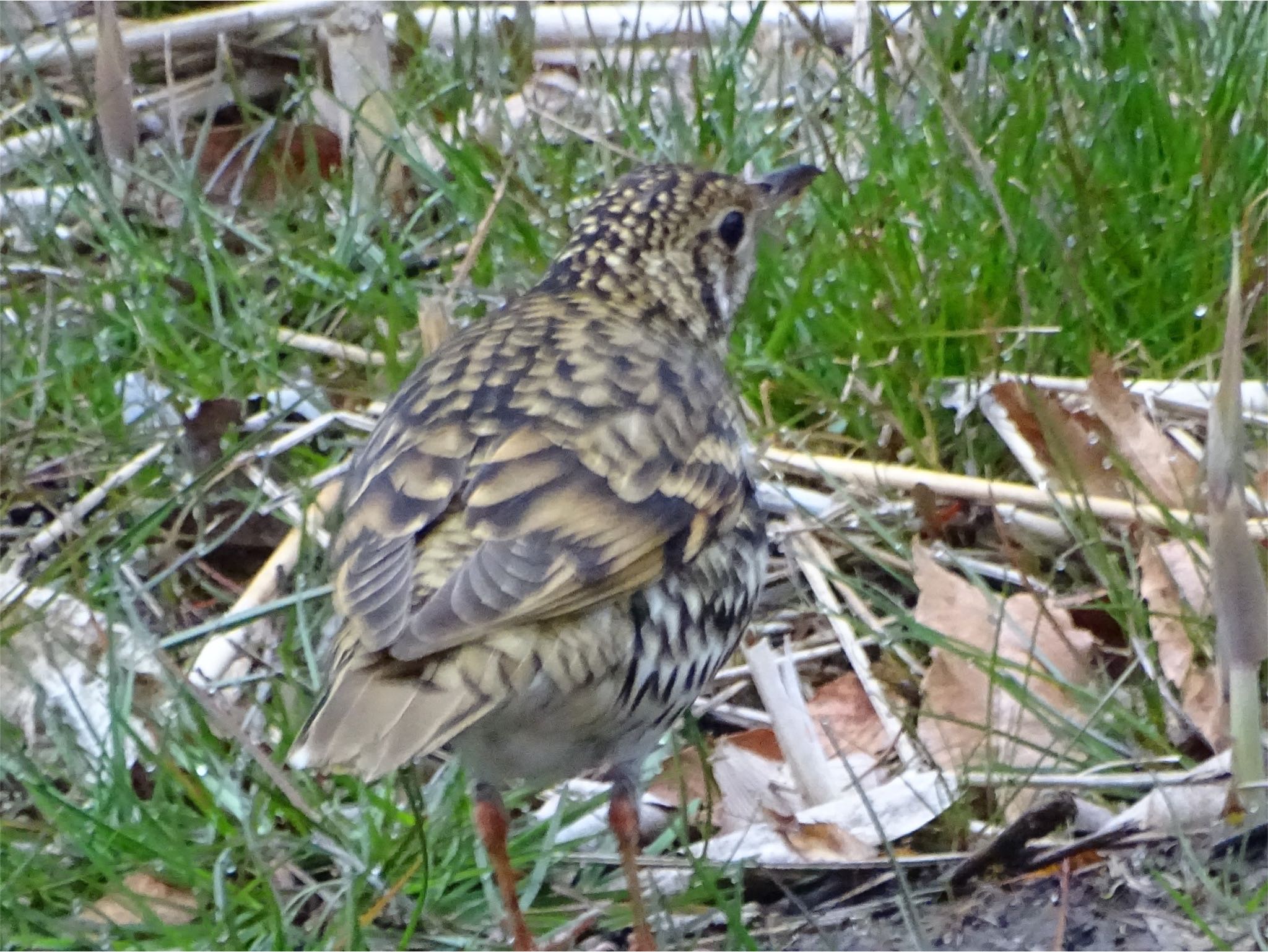 Photo of White's Thrush at Maioka Park by KAWASEMIぴー