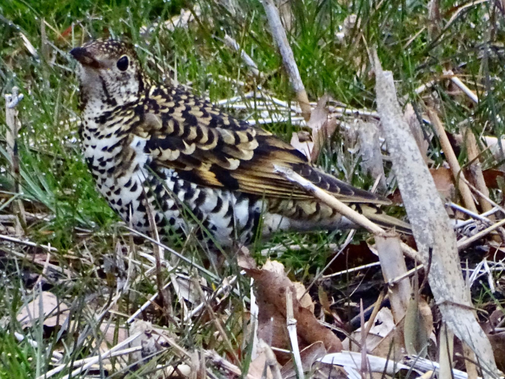 White's Thrush