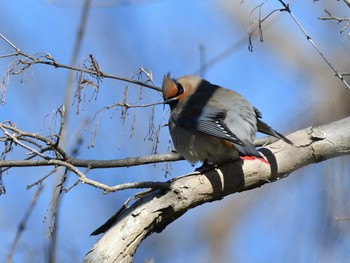 Japanese Waxwing Akigase Park Sat, 3/9/2024