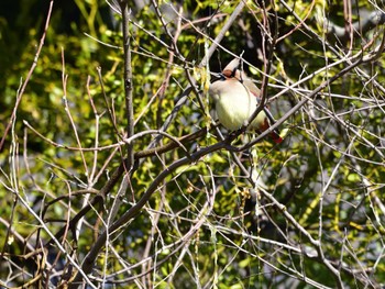 Japanese Waxwing Akigase Park Sat, 3/9/2024