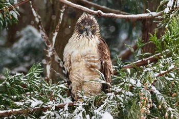 Mountain Hawk-Eagle Unknown Spots Sat, 3/9/2024