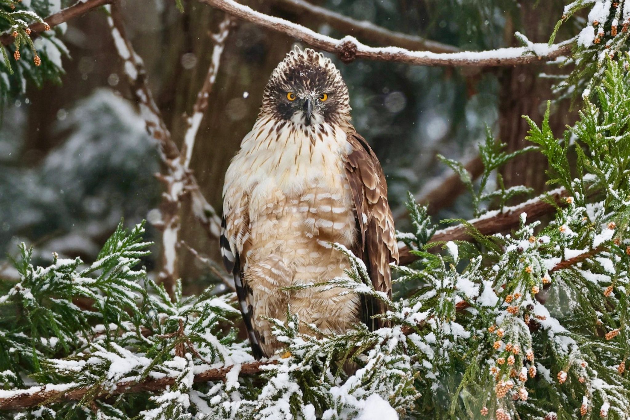 Photo of Mountain Hawk-Eagle at  by amachan