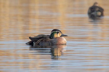 Baikal Teal 佐賀 Wed, 12/23/2020