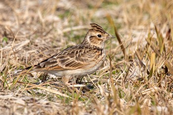 Eurasian Skylark 佐賀 Wed, 1/13/2021