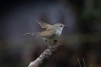 Japanese Bush Warbler 福岡 Tue, 1/26/2021