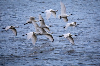 Black-faced Spoonbill 佐賀 Thu, 11/19/2020