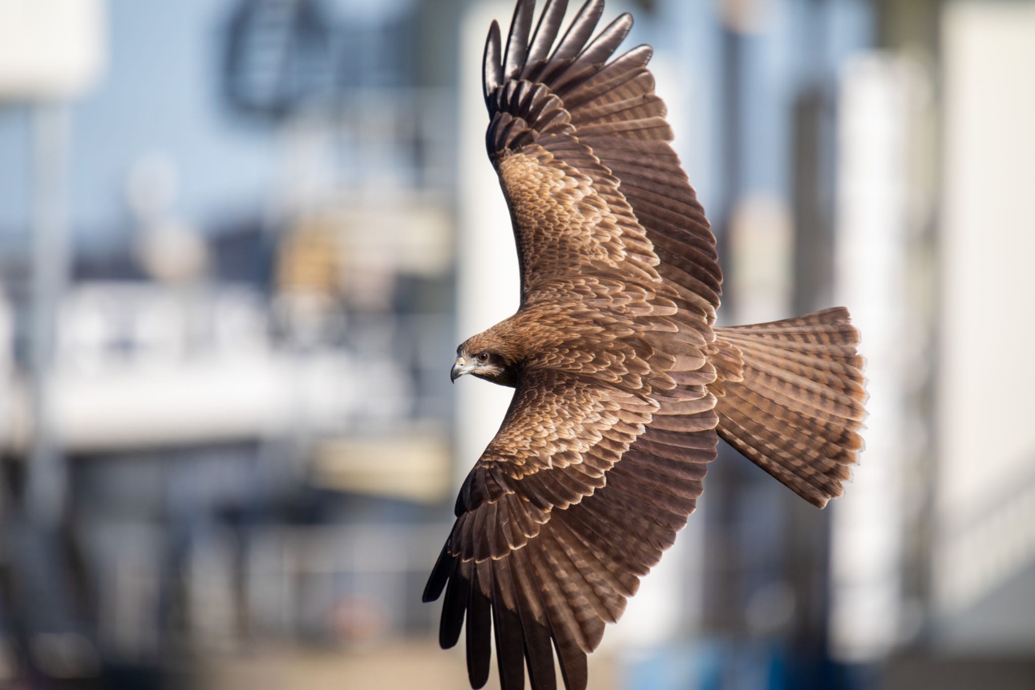 Photo of Black Kite at 福岡 by アグリ