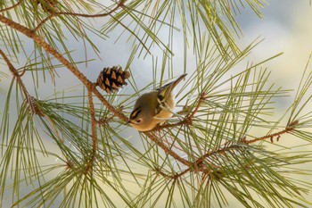 Goldcrest 再度公園 Sun, 3/10/2024