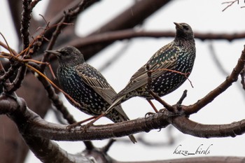 Common Starling 熊本 Sun, 3/7/2021