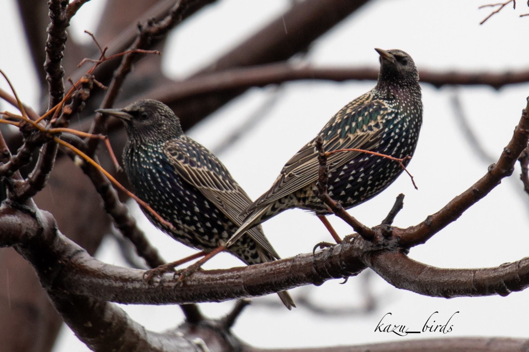 Photo of Common Starling at 熊本 by アグリ