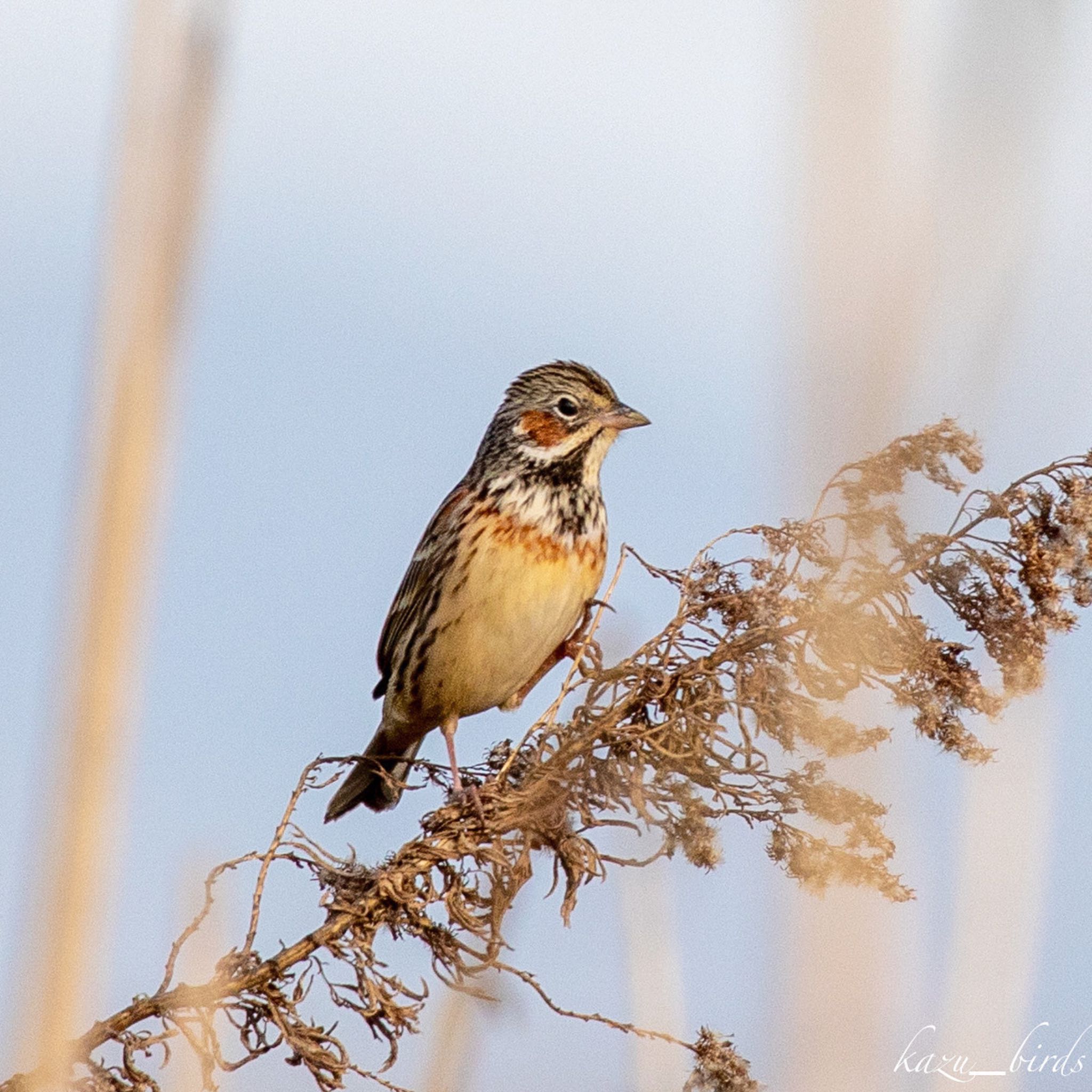 Photo of Chestnut-eared Bunting at 佐賀 by アグリ