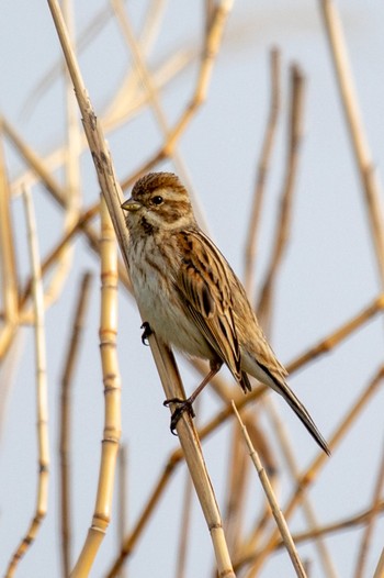 Common Reed Bunting 佐賀 Thu, 3/11/2021