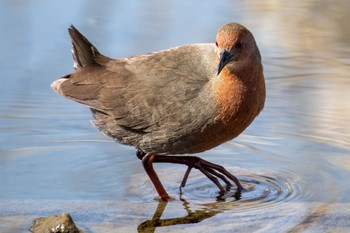 Ruddy-breasted Crake 福岡 Wed, 2/24/2021