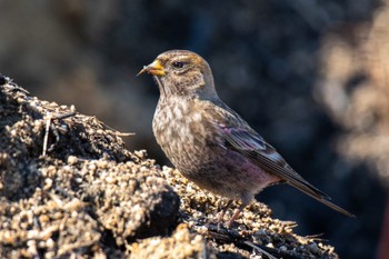 Asian Rosy Finch 福岡 Fri, 2/19/2021